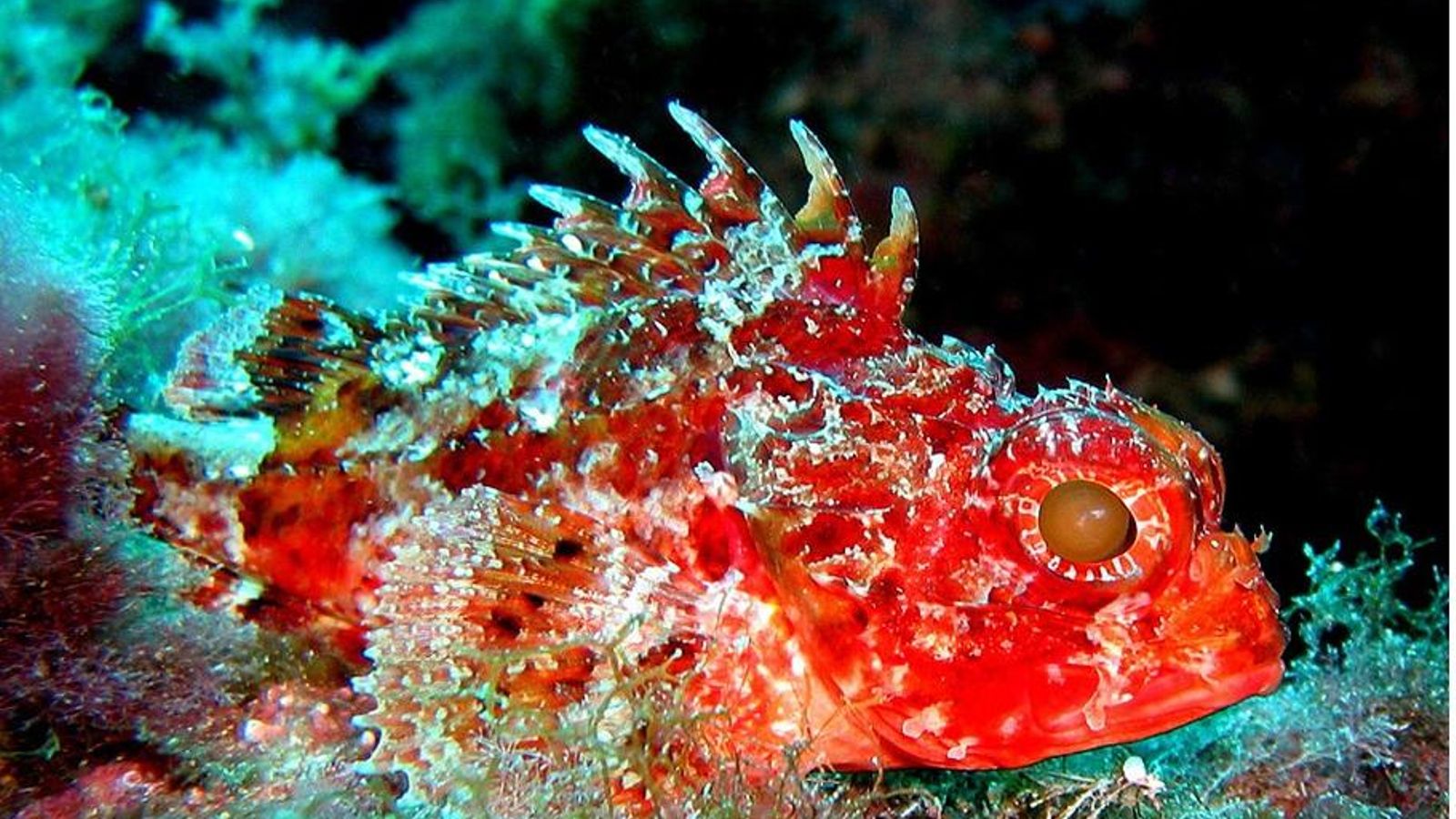 Scórpora (Scorpora notata) Scórpora (Scorpora notata)