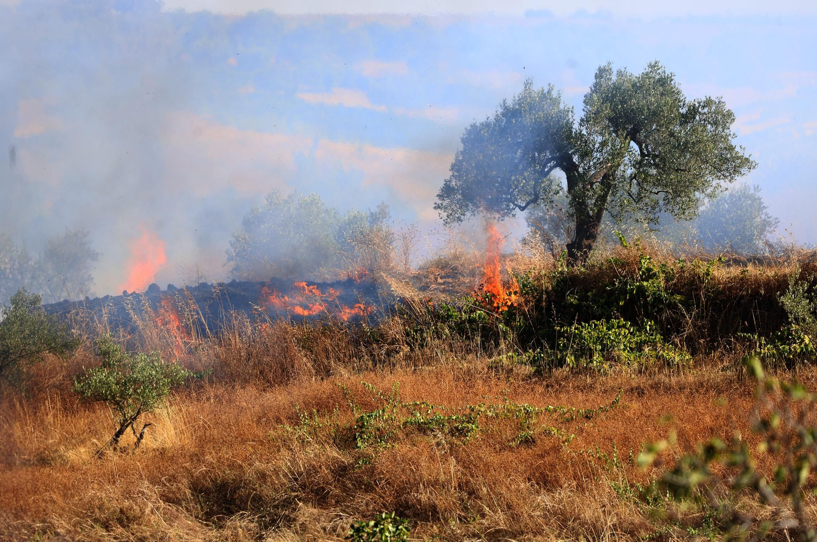 Imágenes del incendio en el Paraje del Arroyo de la Madreselva, en Bollullos par del Condado