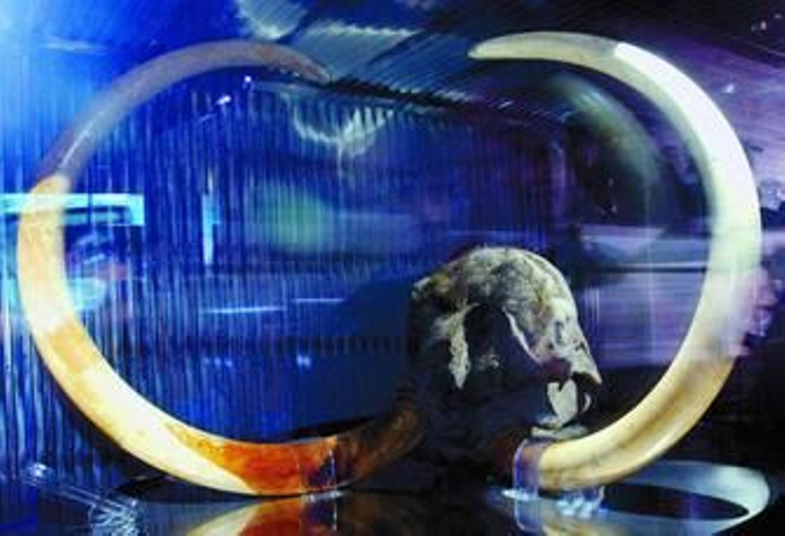 Imagen de un mamut congelado encontrado en Siberia.