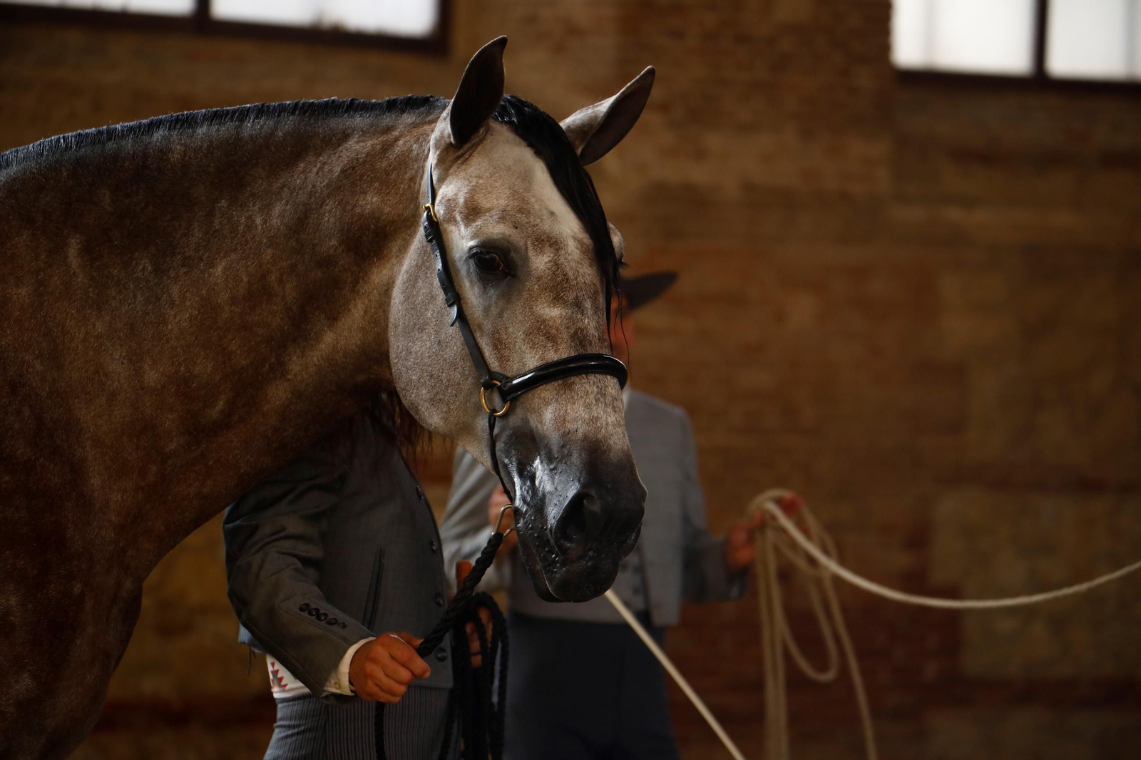 Cabalcor Cabalcor