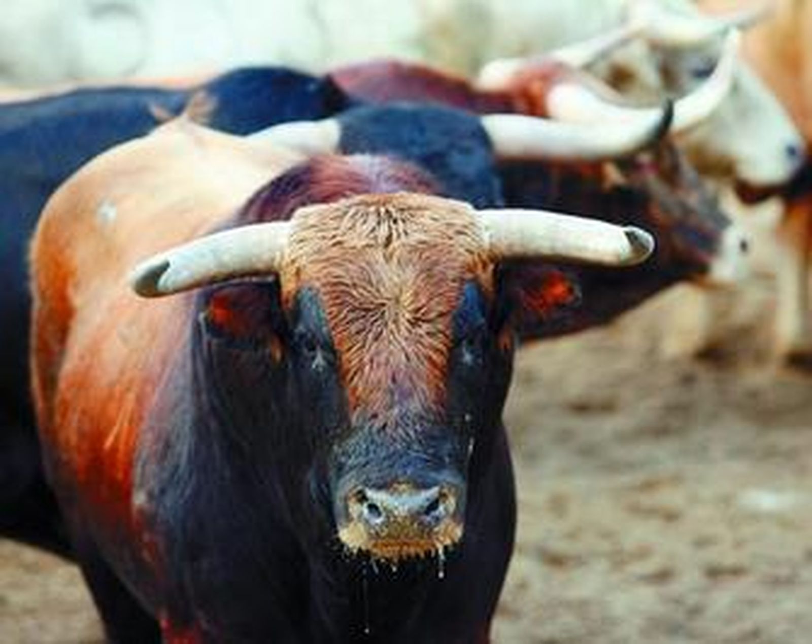 Novillada de El Torreón, con un ejemplar en primer plano, que se lidia hoy en la Maestranza.