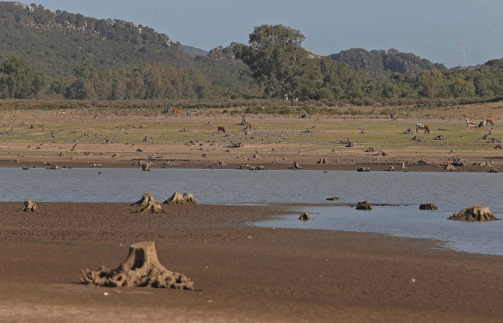 Imágenes del pantano de Charco Redondo en Los Barrios