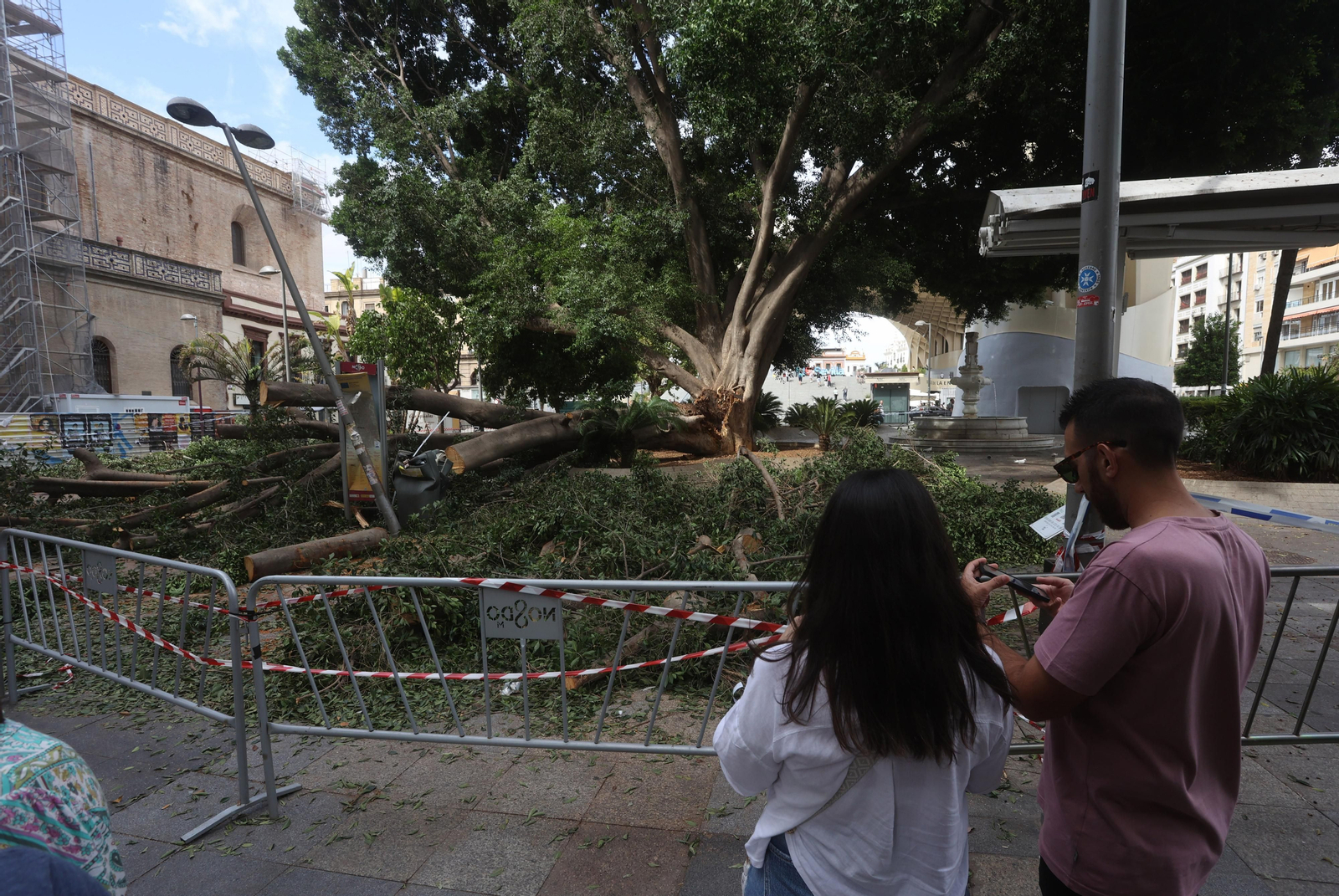 Se cae un árbol en la Encarnación