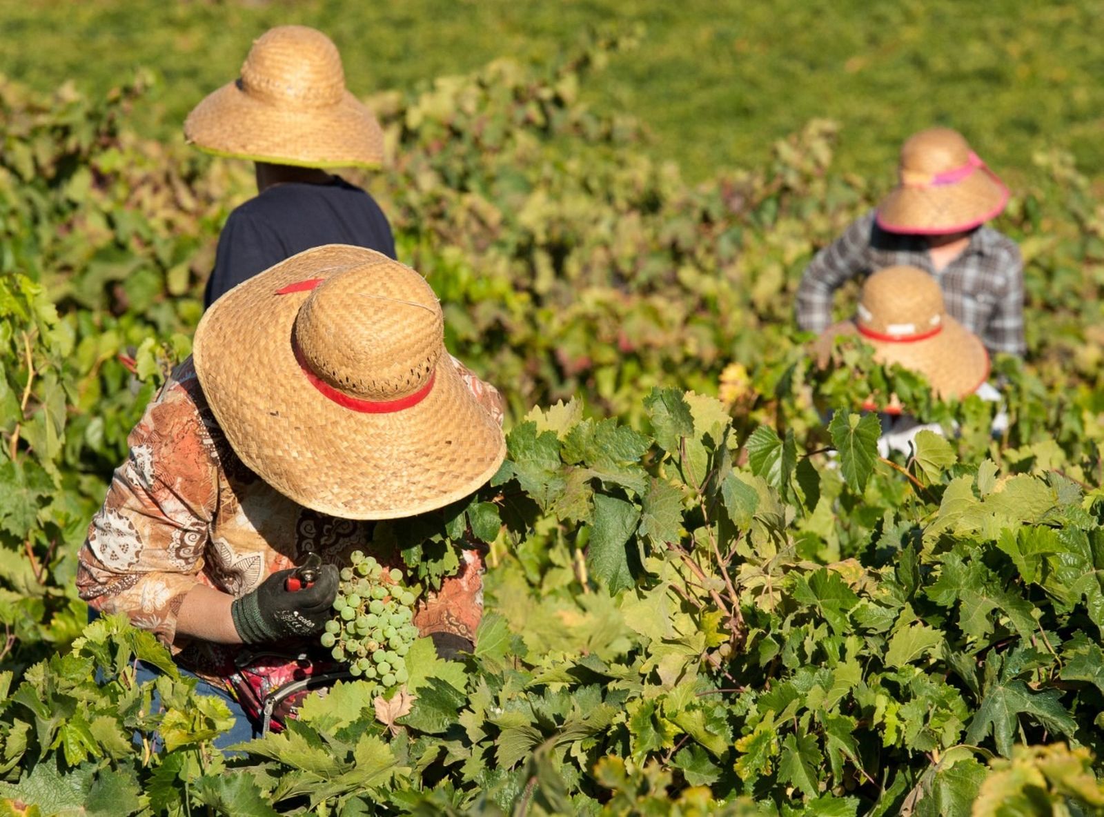 Imagen de archivo de la vendimia en una viña del Marco de Jerez.