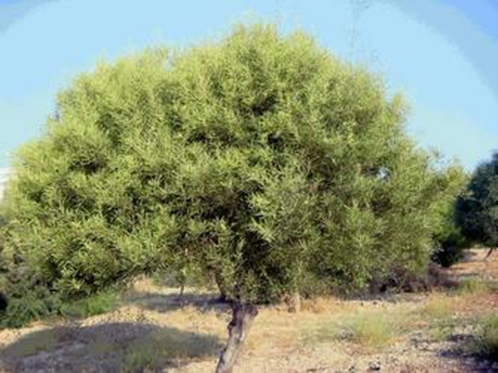 Una acacia en una zona verde de Huelva.