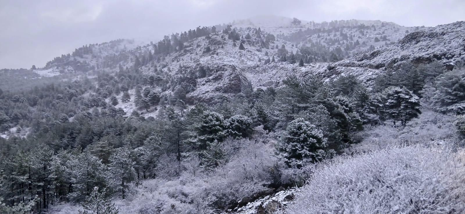 El Parque Nacional Sierra de las Nieves cubierto por la helada, en imágenes