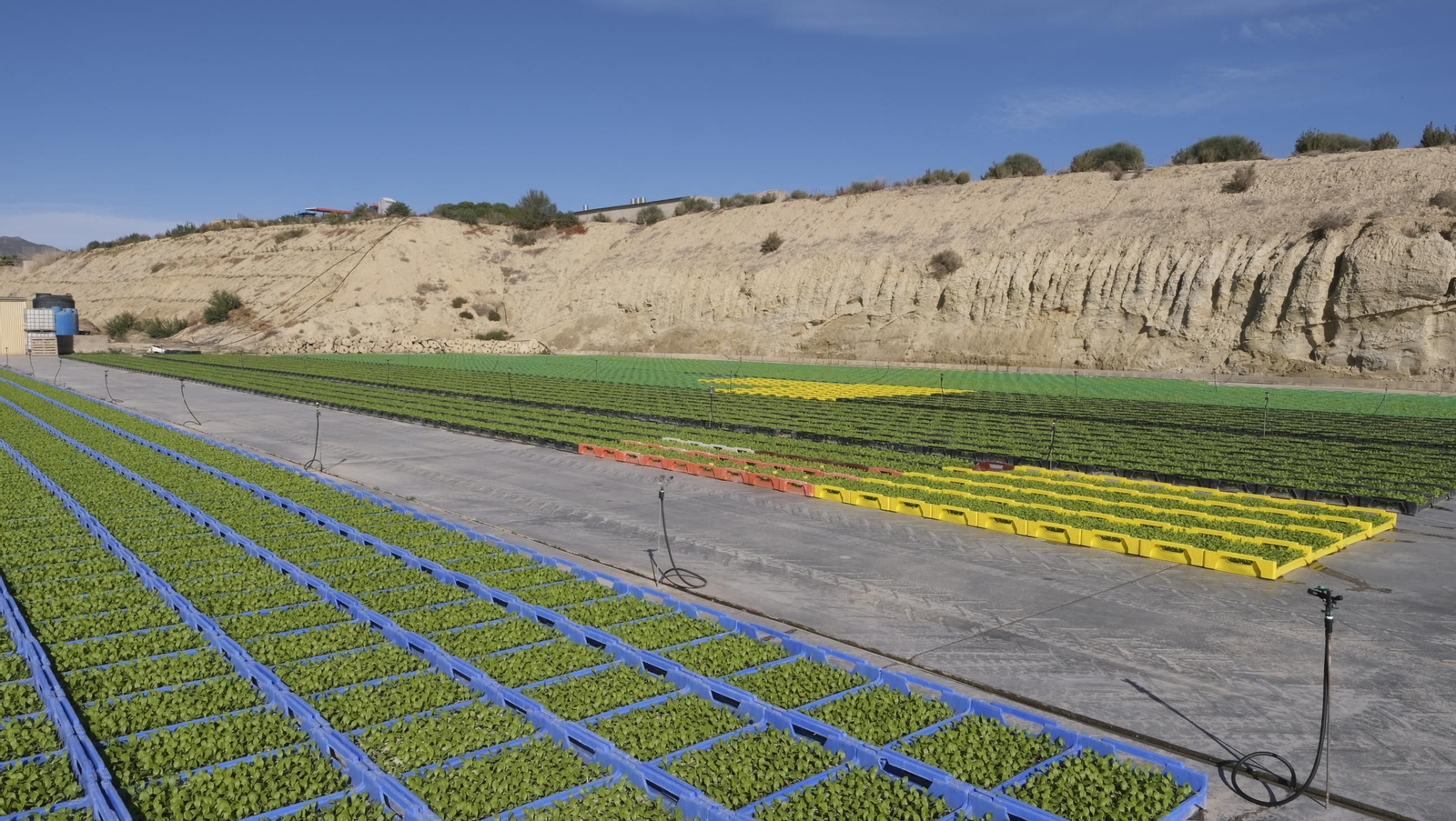 Desde Cuevas del Almanzora para el resto del mundo, las mejores escarolas con Cuadraspania, en imágenes