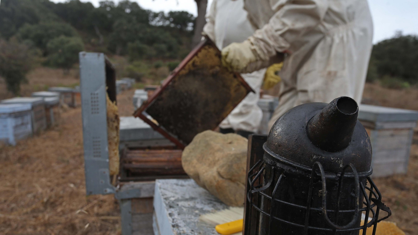 El arte de la apicultura en Los Barrios