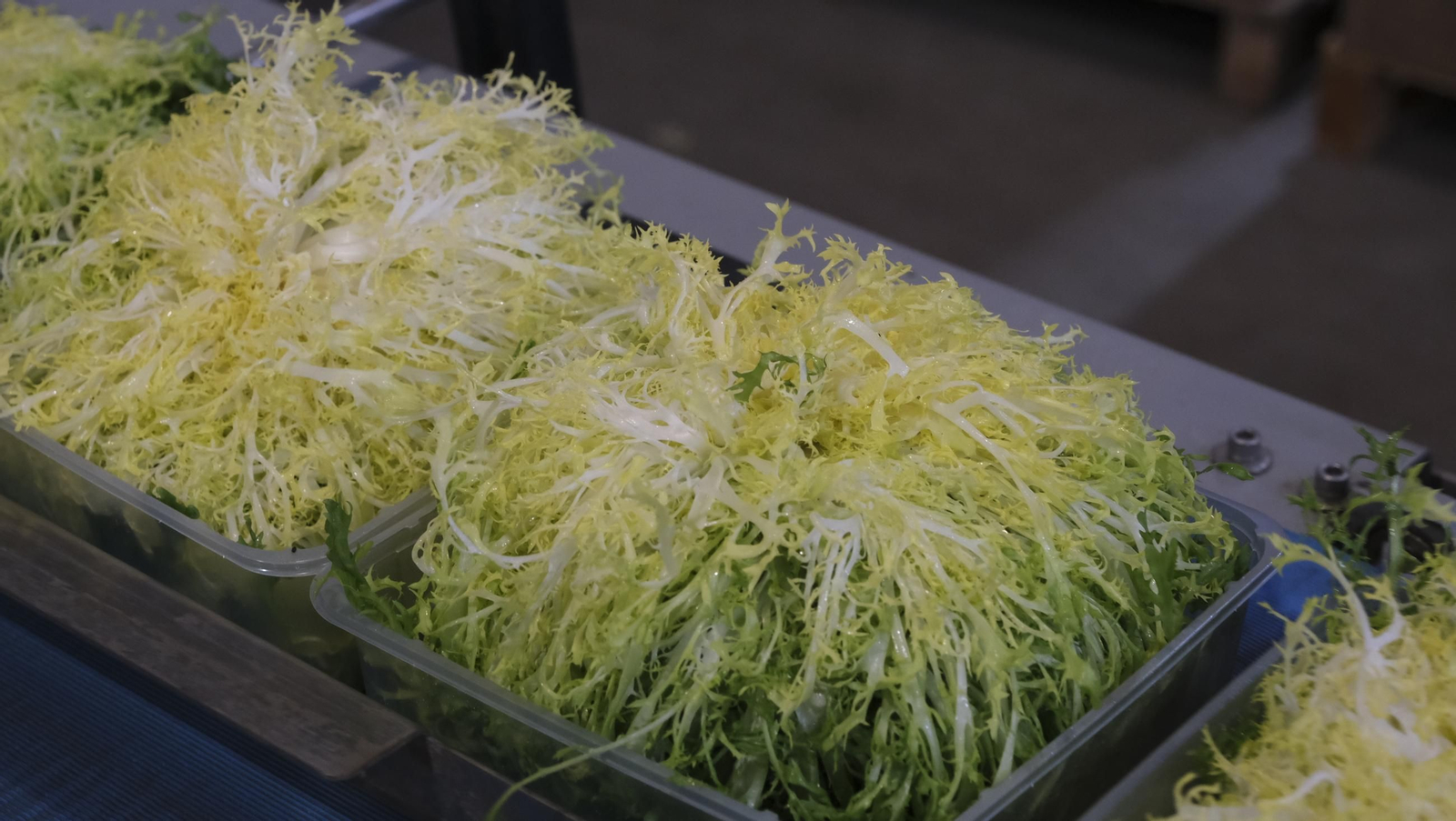 Desde Cuevas del Almanzora para el resto del mundo, las mejores escarolas con Cuadraspania, en imágenes