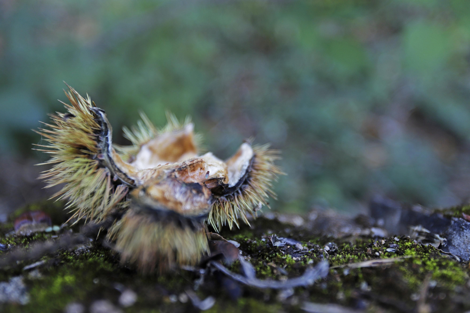 Ruta de Senderismo Charco Malo