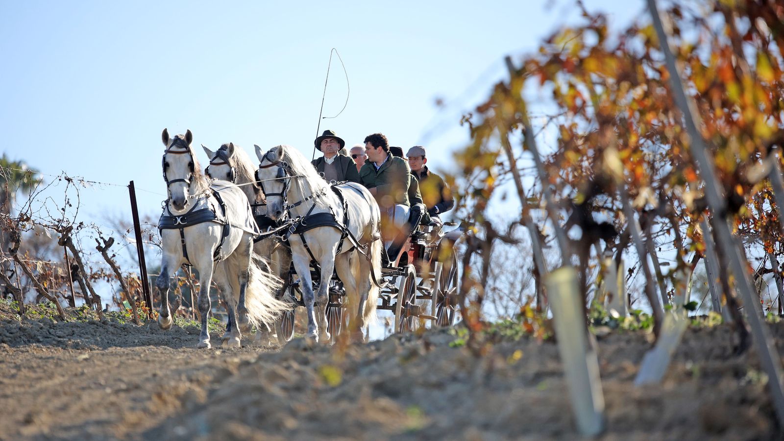 II Ruta Viñas de Jerez
