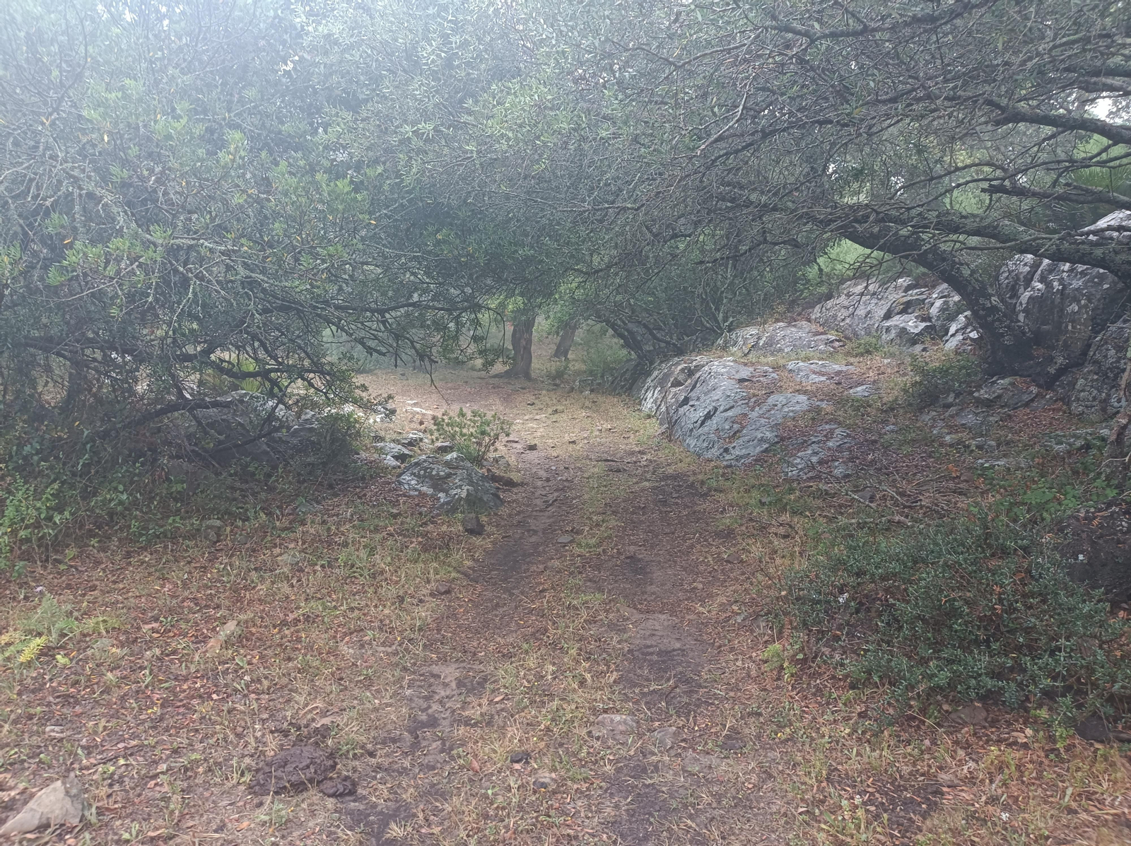 Abandonamos el camino principal por una zona con mucha vegetación.