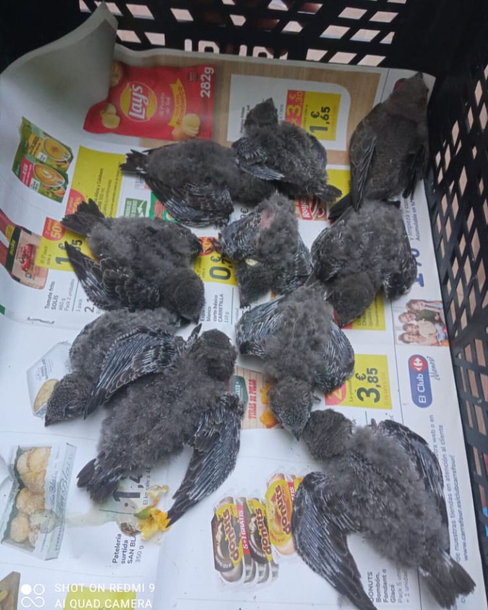 Polluelos de vencejos recogidos en una caja.