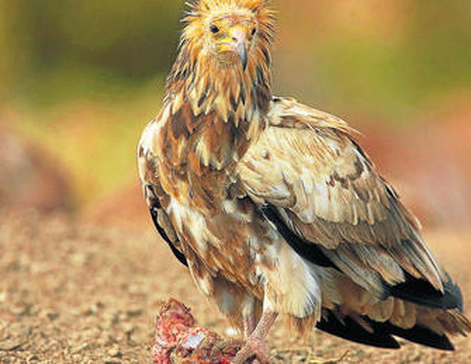 Un ejemplar de alimoche agarrado a un trozo de carroña.