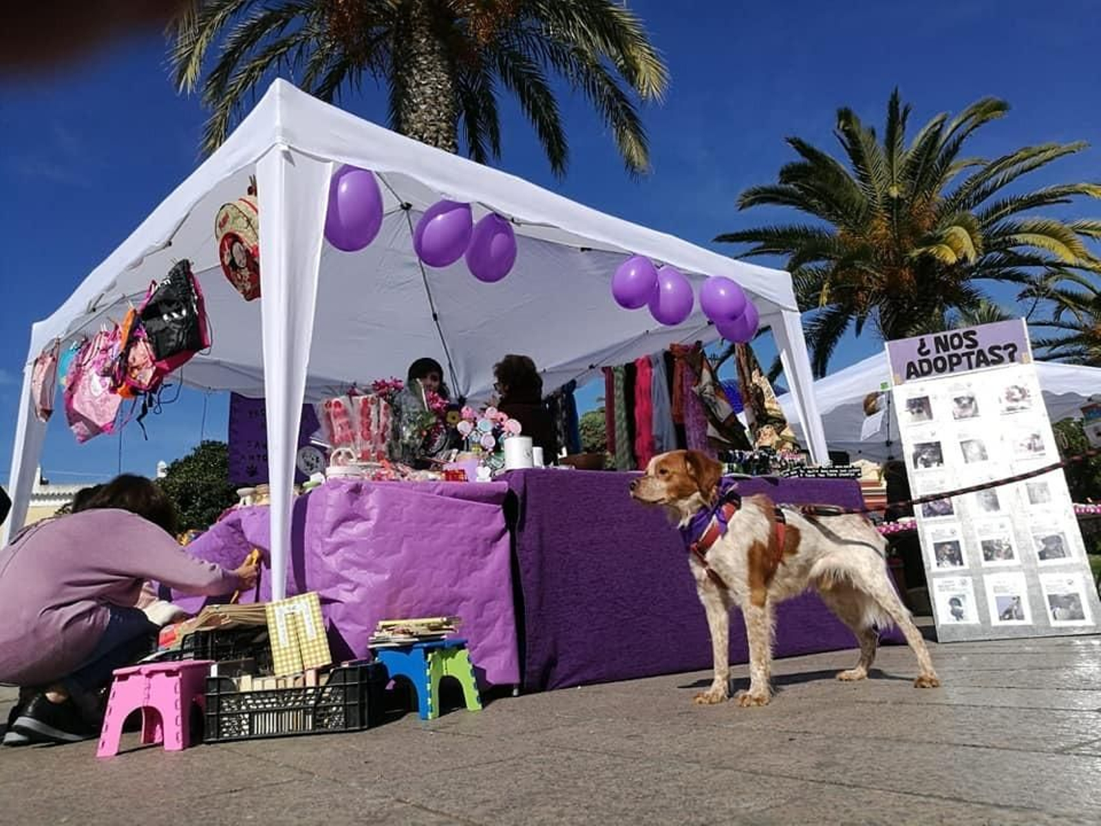 Imagen de la protectora San Antón durante una de sus actividades.