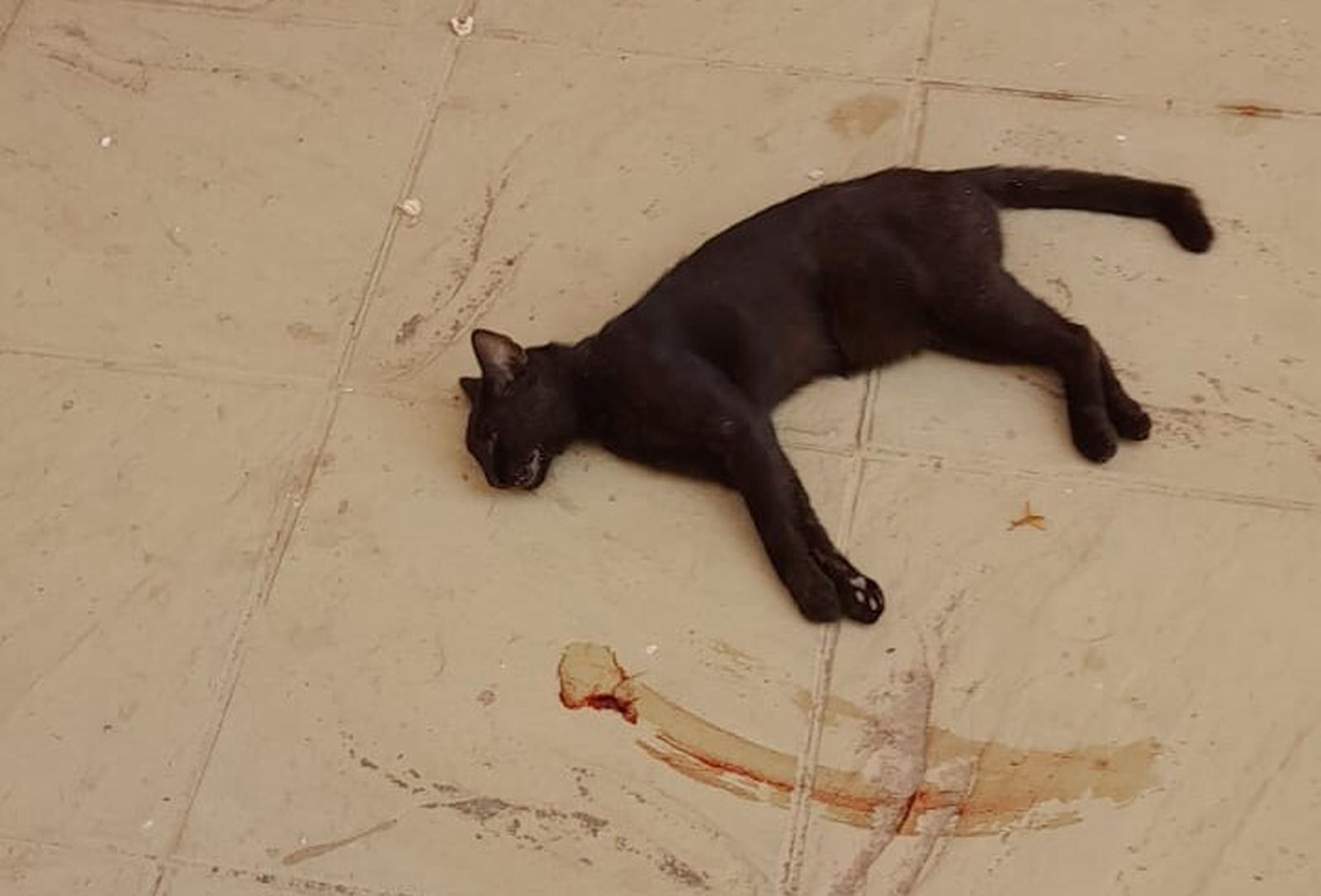 El felino ha sido encontrado muerto en una comunidad de vecinos de Aguadulce.