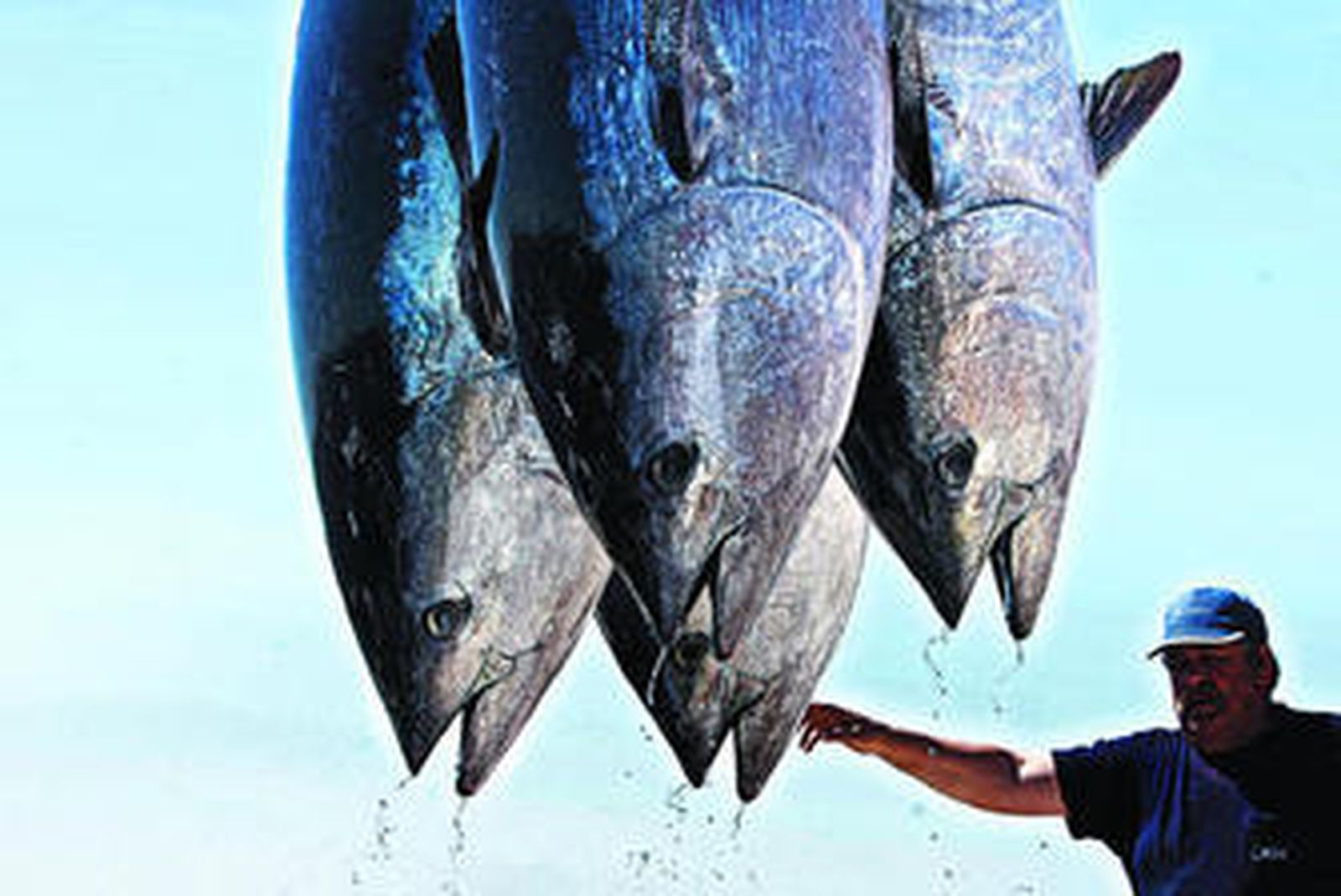 Un trabajador de las almadrabas realizando su labor en el puerto de Barbate, donde se descargaban cuatro grandes túnidos capturados en una almadraba gaditana.