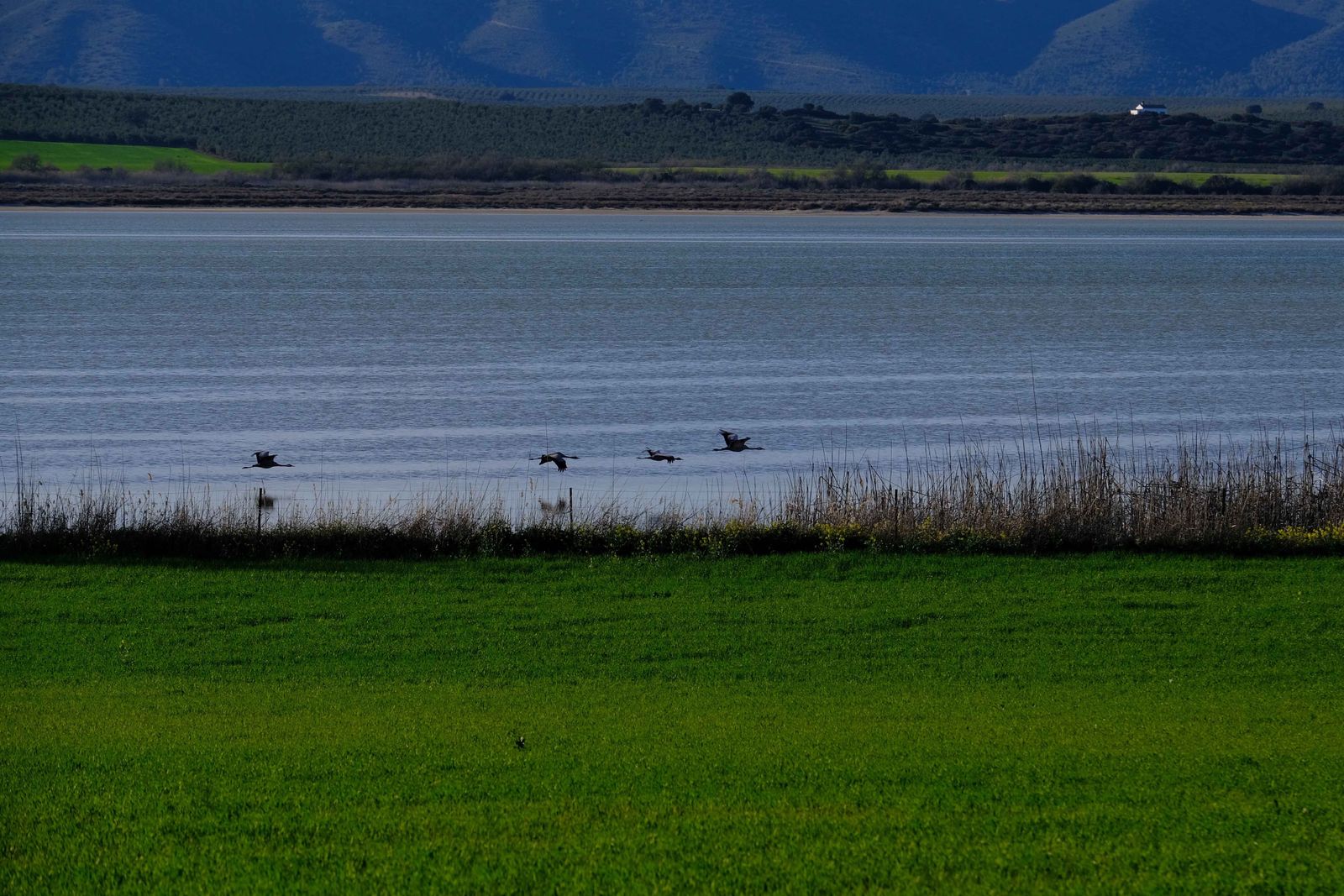 Los flamencos regresan a Fuente de Piedra, en fotos