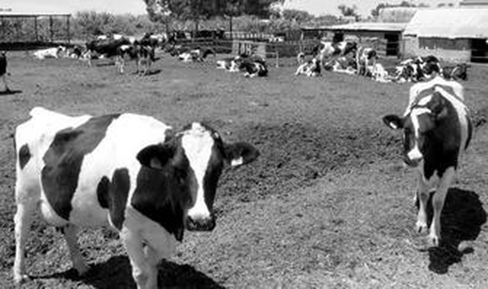 Vacas frisonas en una explotación vecina a la que se produjo el robo de Rota. Este era el tamaño del ganado que está desapareciendo en la zona.