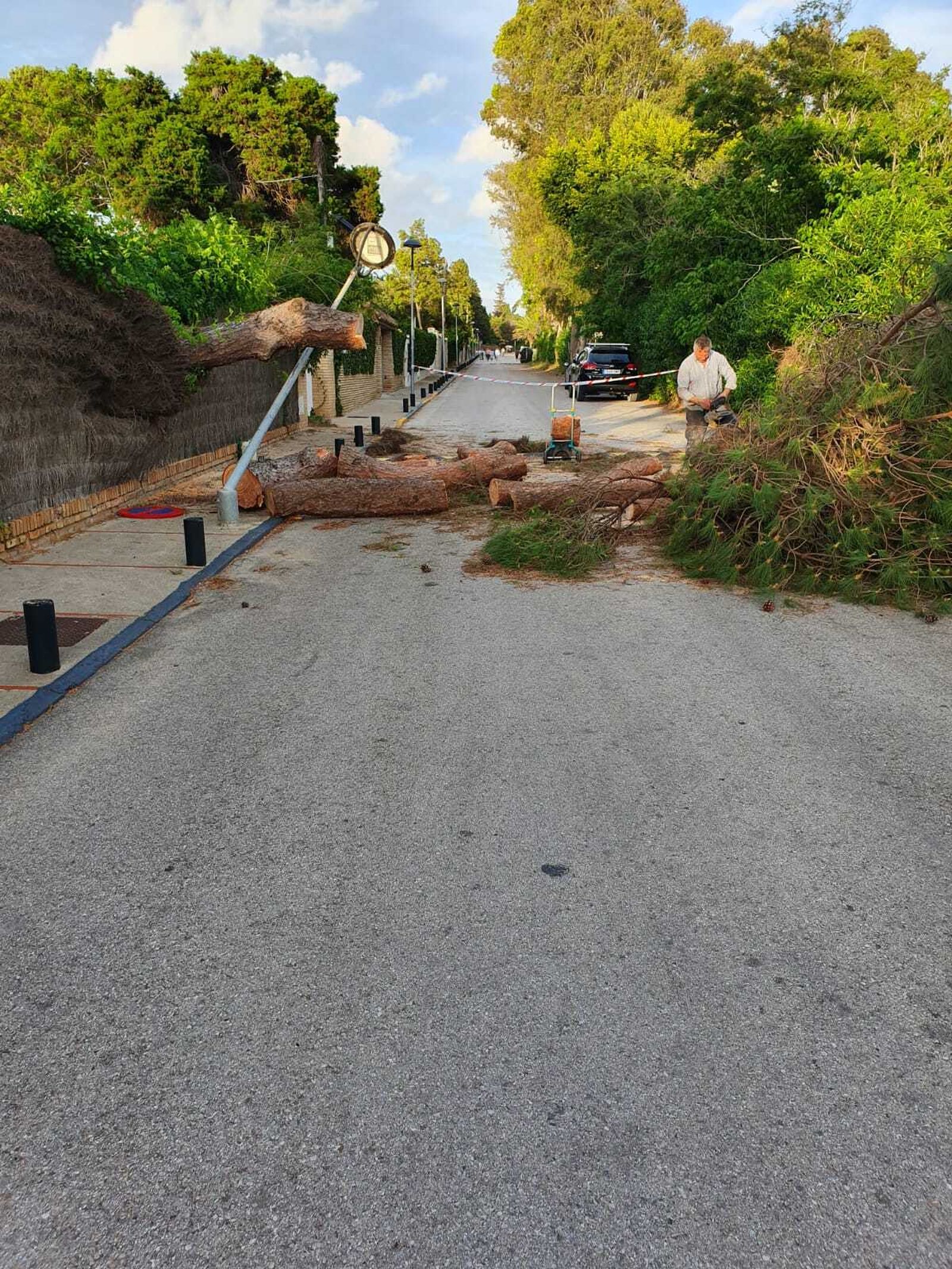 Una imagen del pino de gran tamaño, caído sobre la valla de la vivienda.