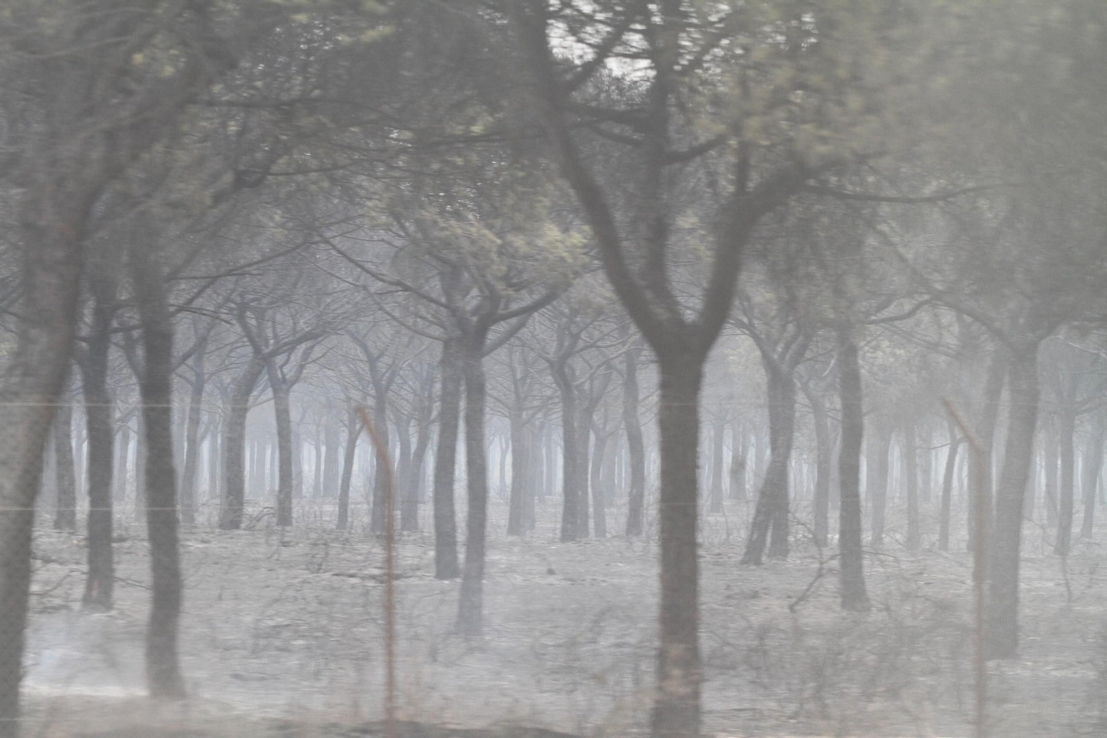 Las imágenes del incendio en Moguer y Mazagón