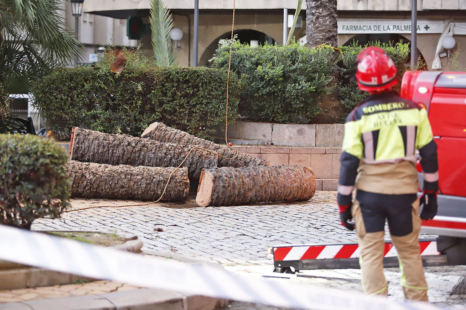Imágenes de la tala de la emblemática Palmera de Huelva