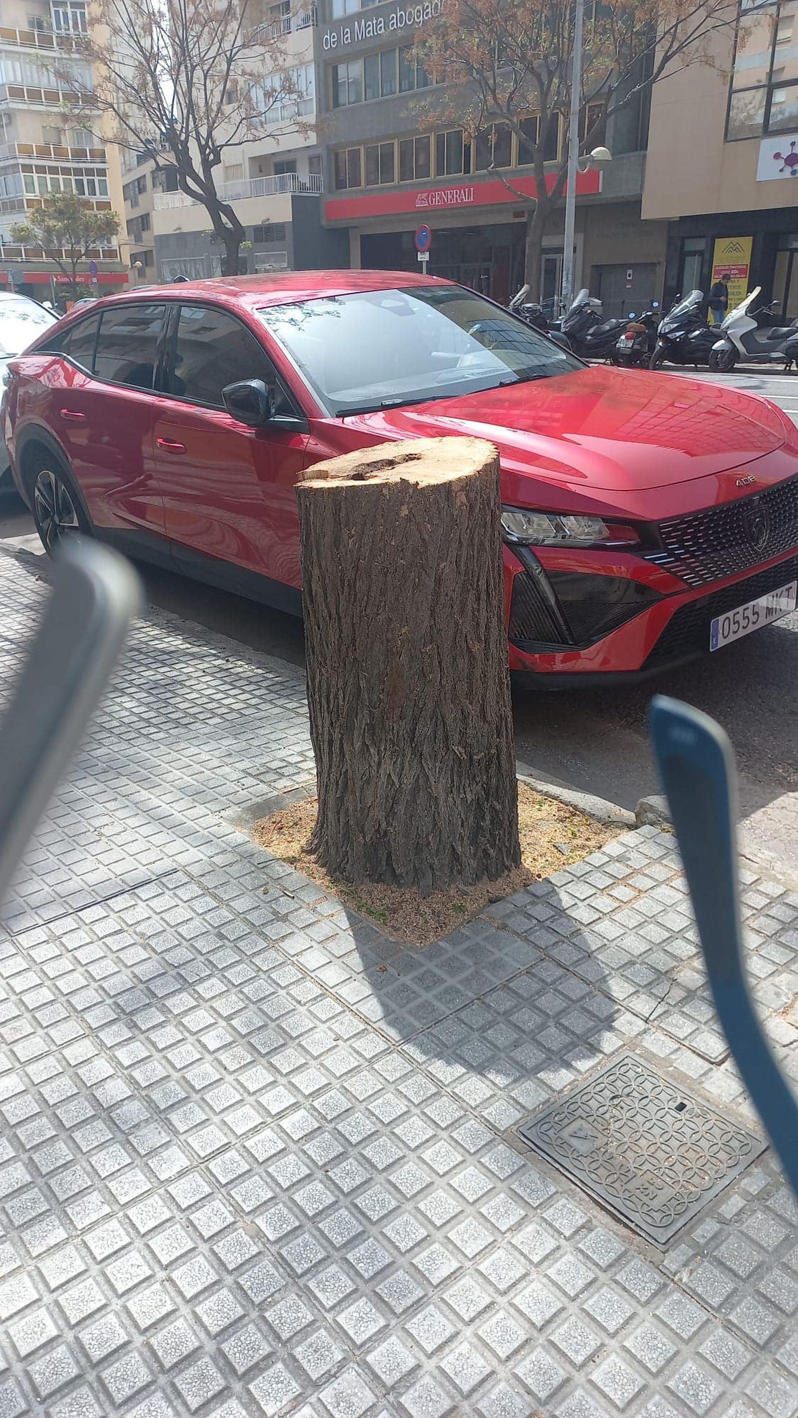 Árbol talado en la Avenida.