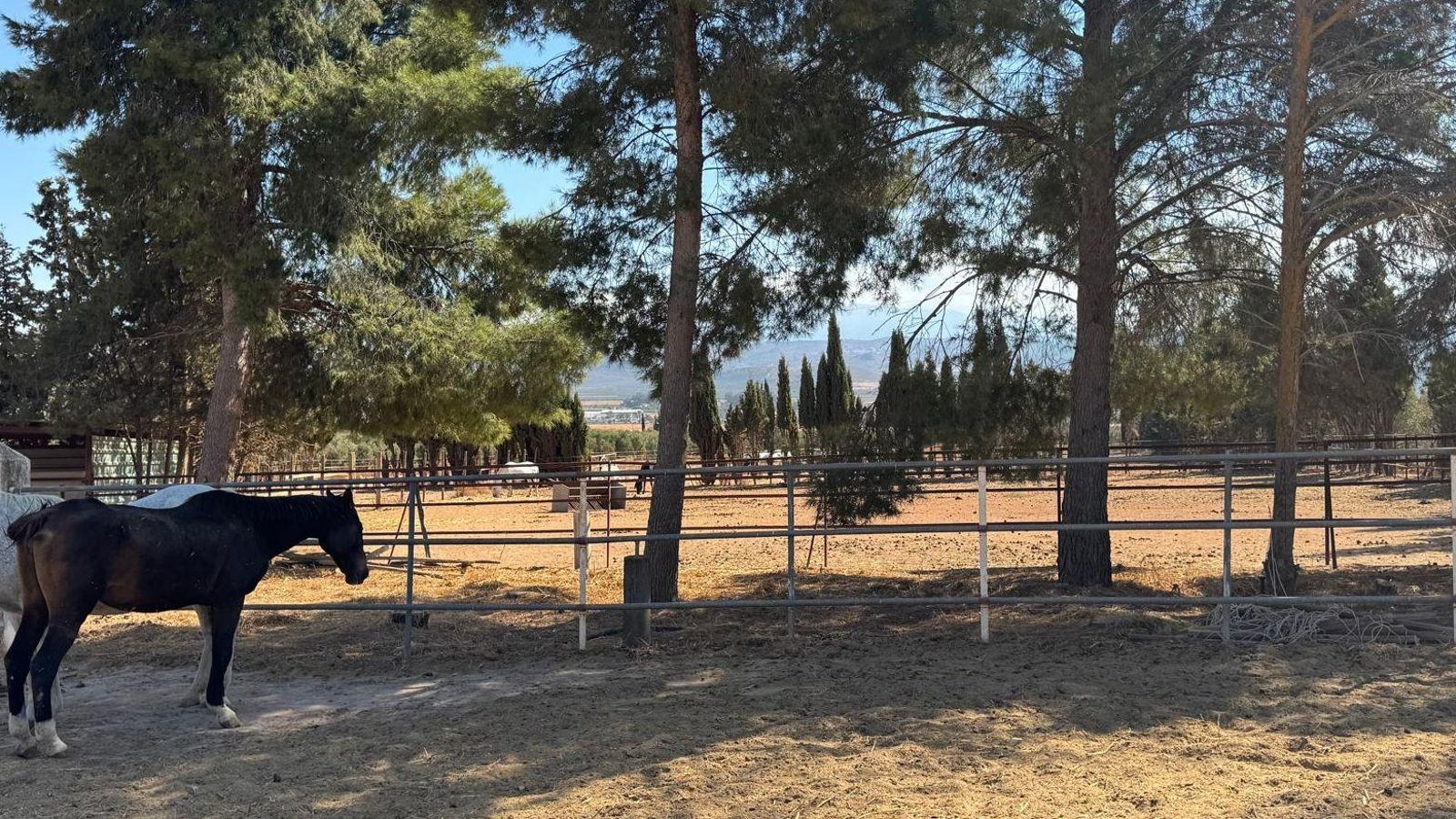Refugio A Better Life 4 horses de Antequera