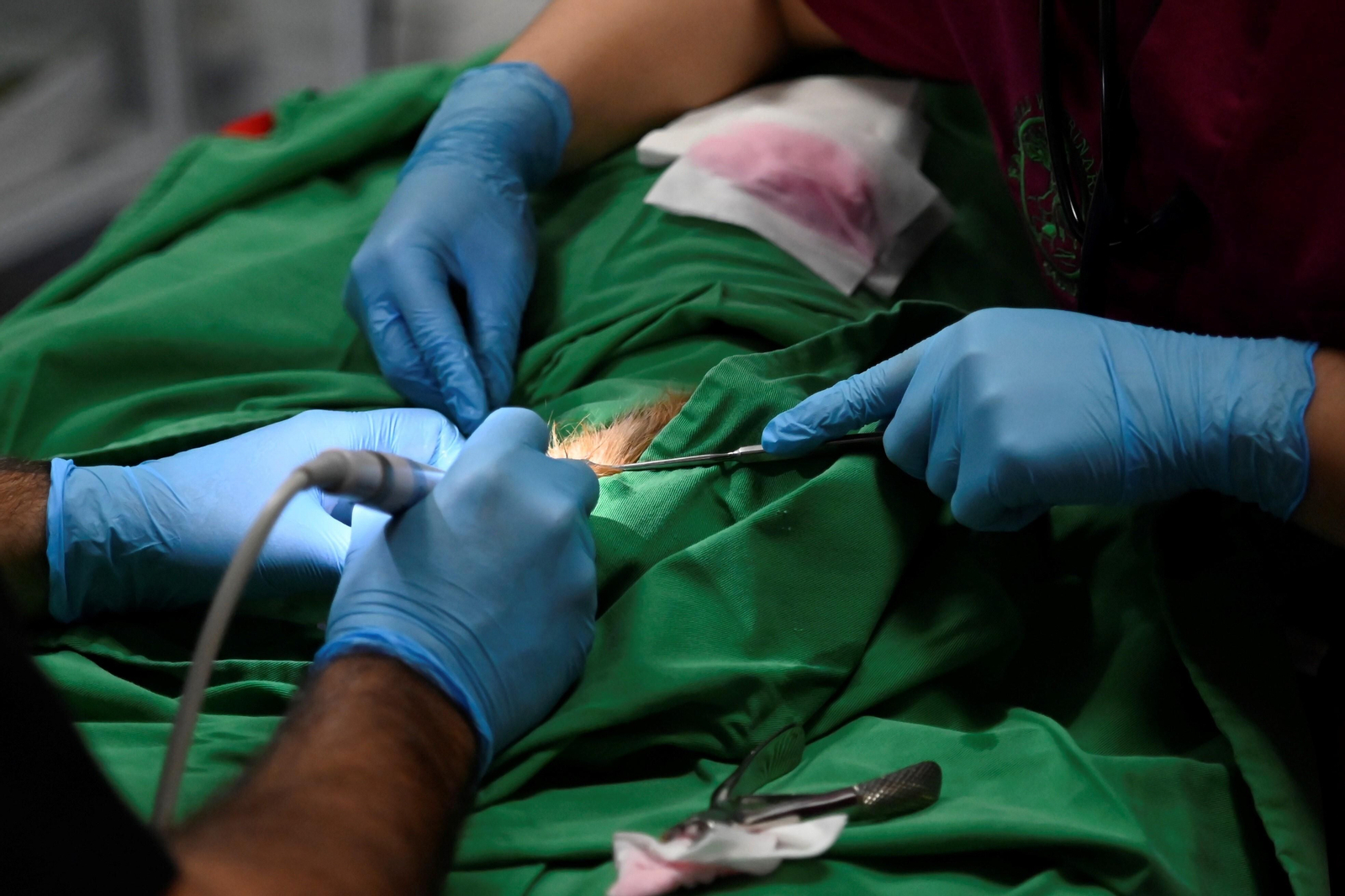 El Hospital Veterinario de la Universidad de Córdoba, en imágenes