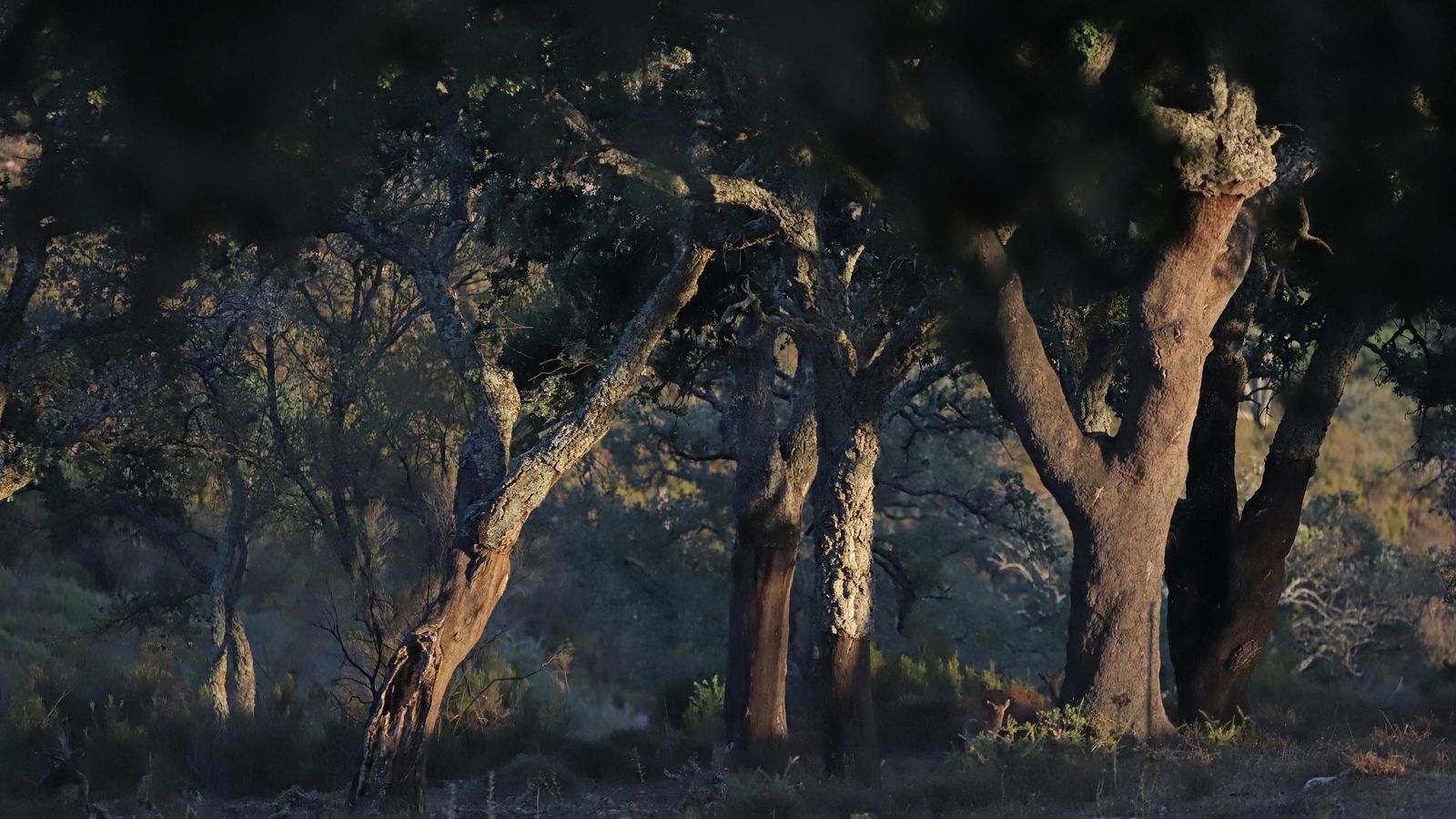 Ejemplares de alcornoque.