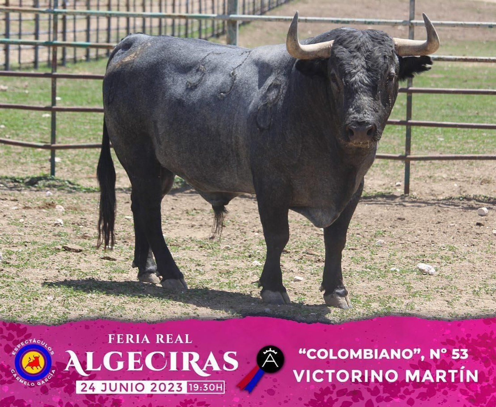 Los toros de Victorino Martín reseñados para la última corrida de la  Feria de Algeciras 2023, en imágenes