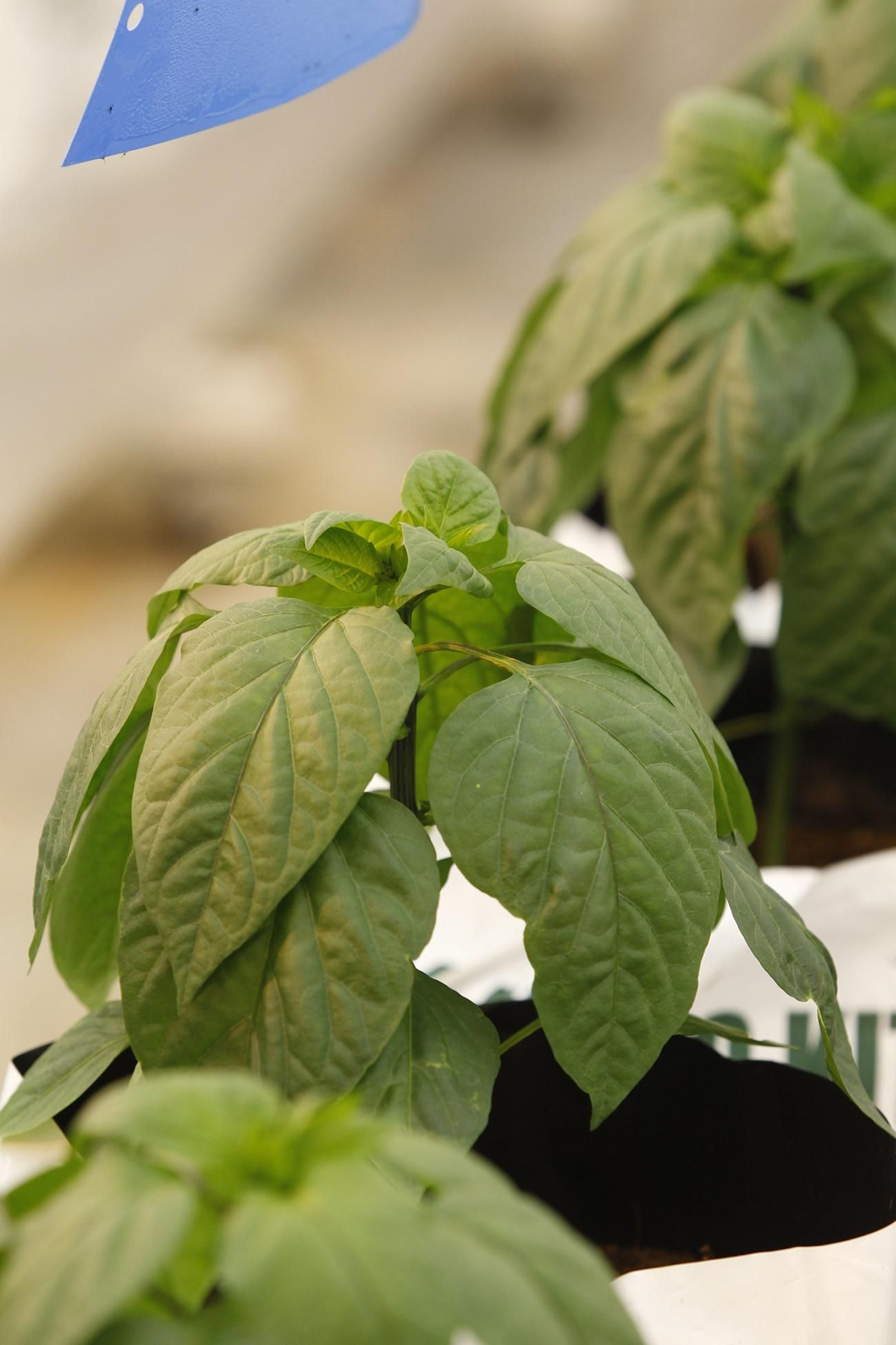 Fotogalería presentación resultados Bayer