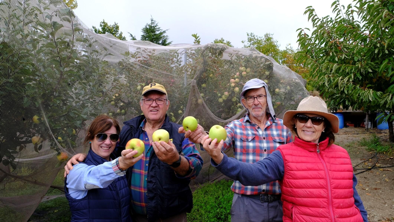 Trini, Antonio, Francisco y Ana cosechan manzana Verde Doncella en Paterna del Rio.