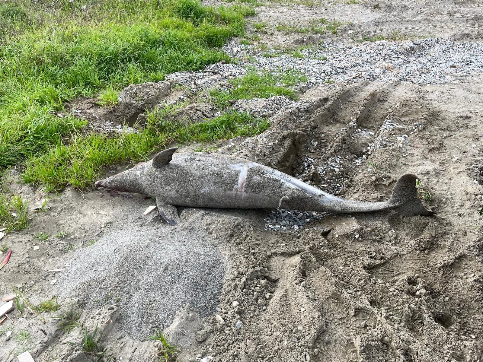 El delfín varado en la playa de Sobrevela.