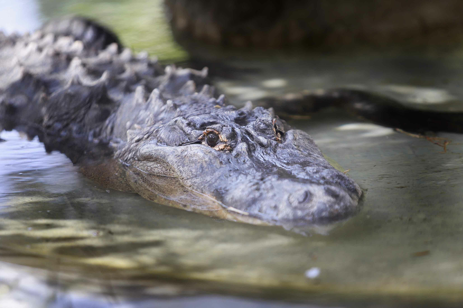 Los animales más viejos del Zoobotánico