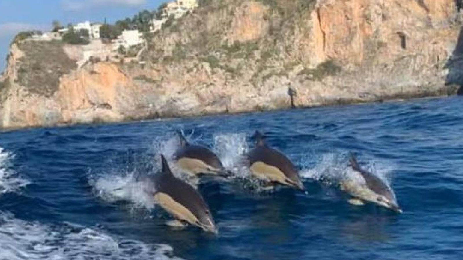 Avistamiento de delfines en La Herradura.