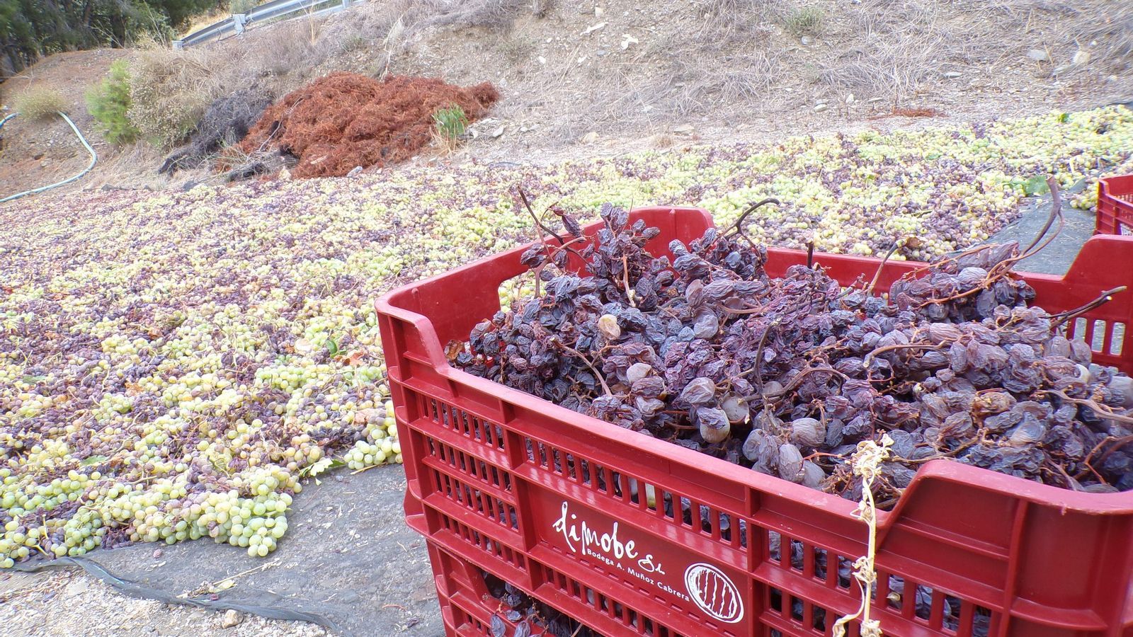 La vendimia en la Axarquía, en imágenes