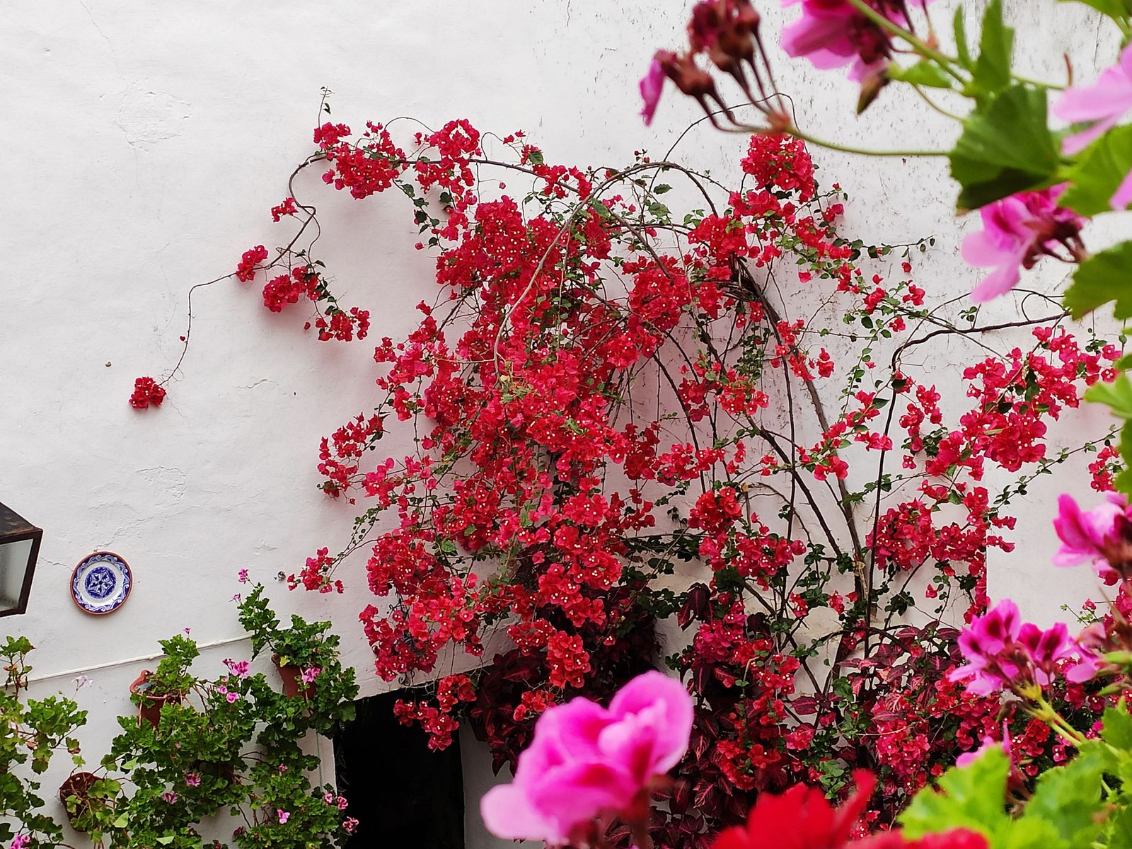 Los Patios  de Córdoba en tiempos de crisis: Siete Revueltas, 1