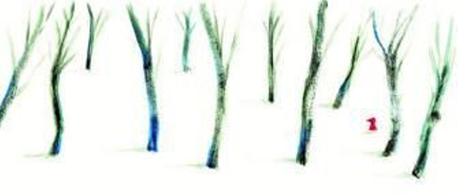 Ilustraciones de Adolfo Serra para la 'Caperucita Roja' que ha realizado Narval.