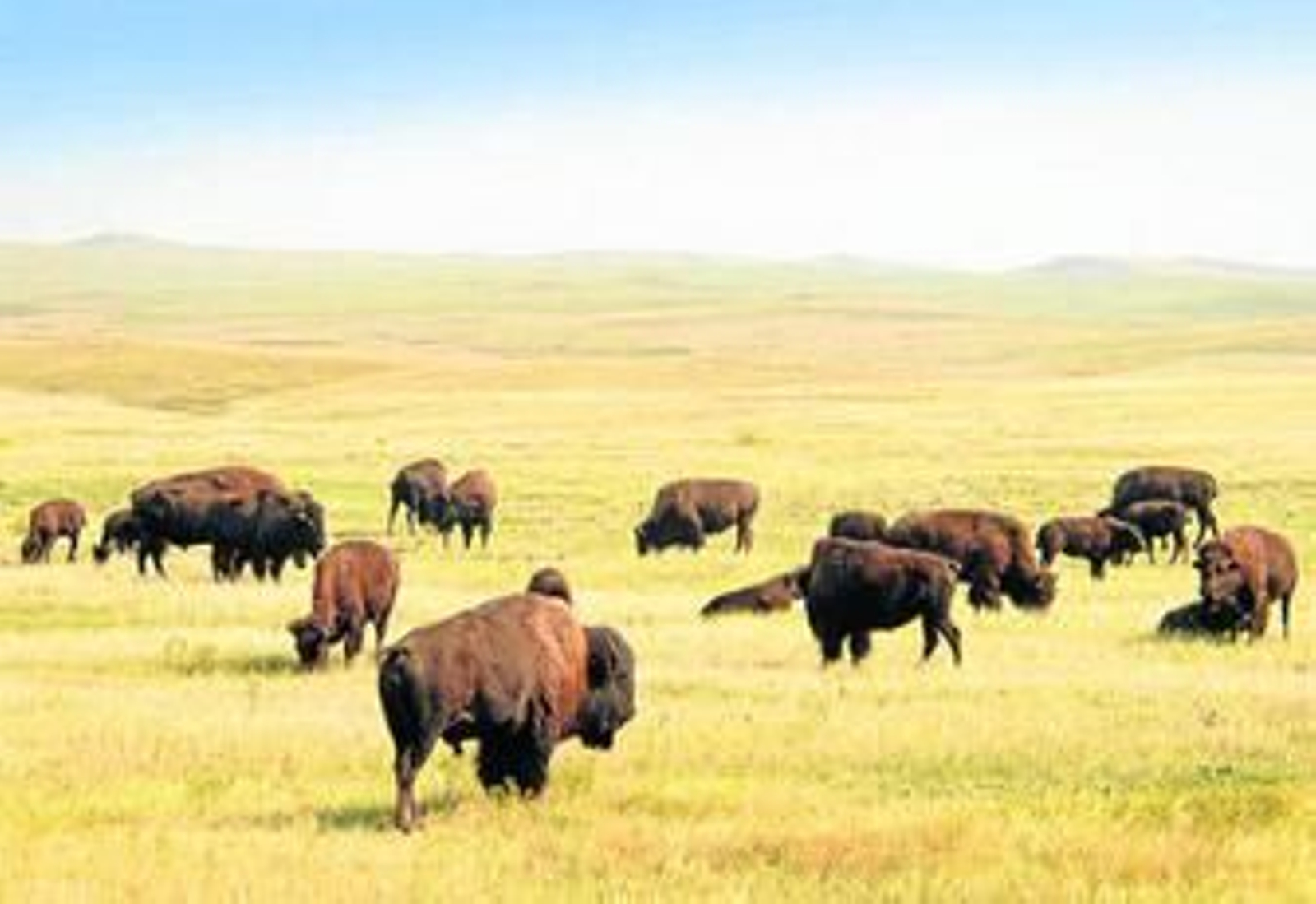 Bisontes pastando en una gran llanura del estado de Dakota del Sur, en Estados Unidos.