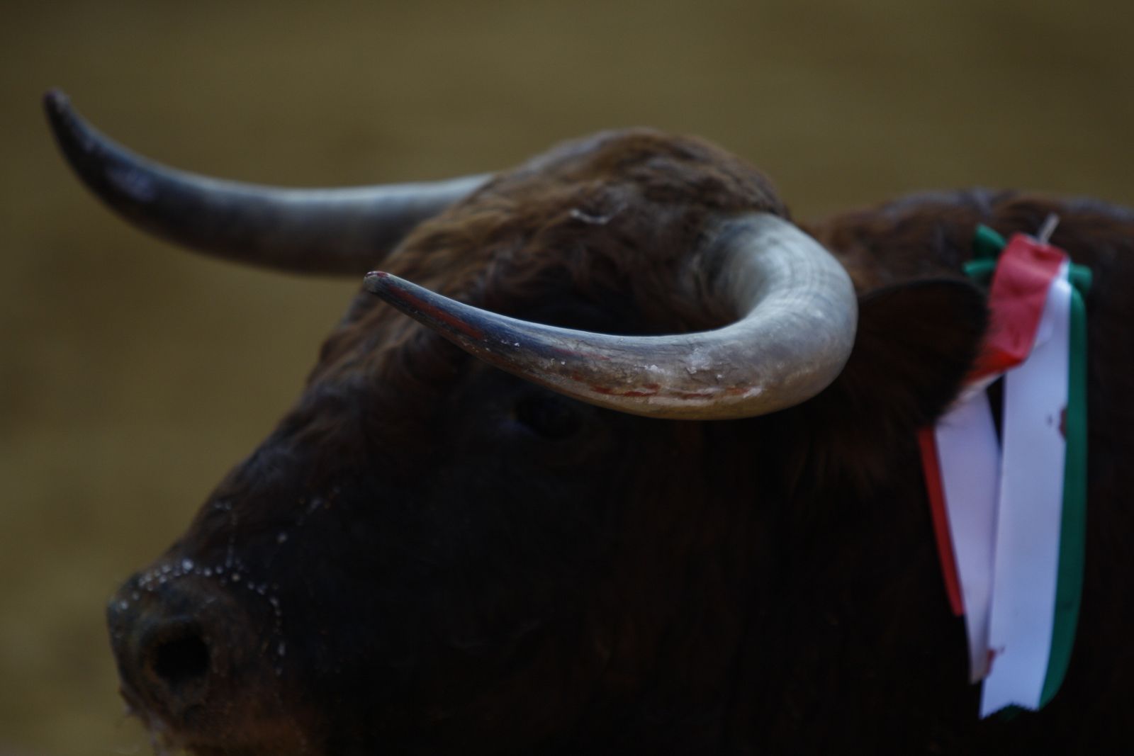 Fotogalería corrida de toros. Cayetano Rivera, Paco Ureña y Roca Rey. Roquetas de Mar.