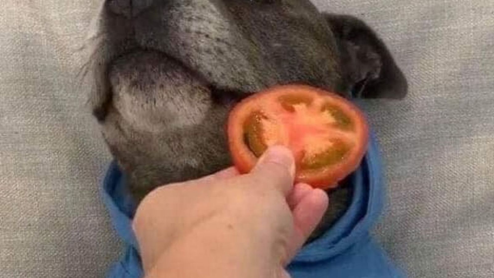 El perro se niega a comer