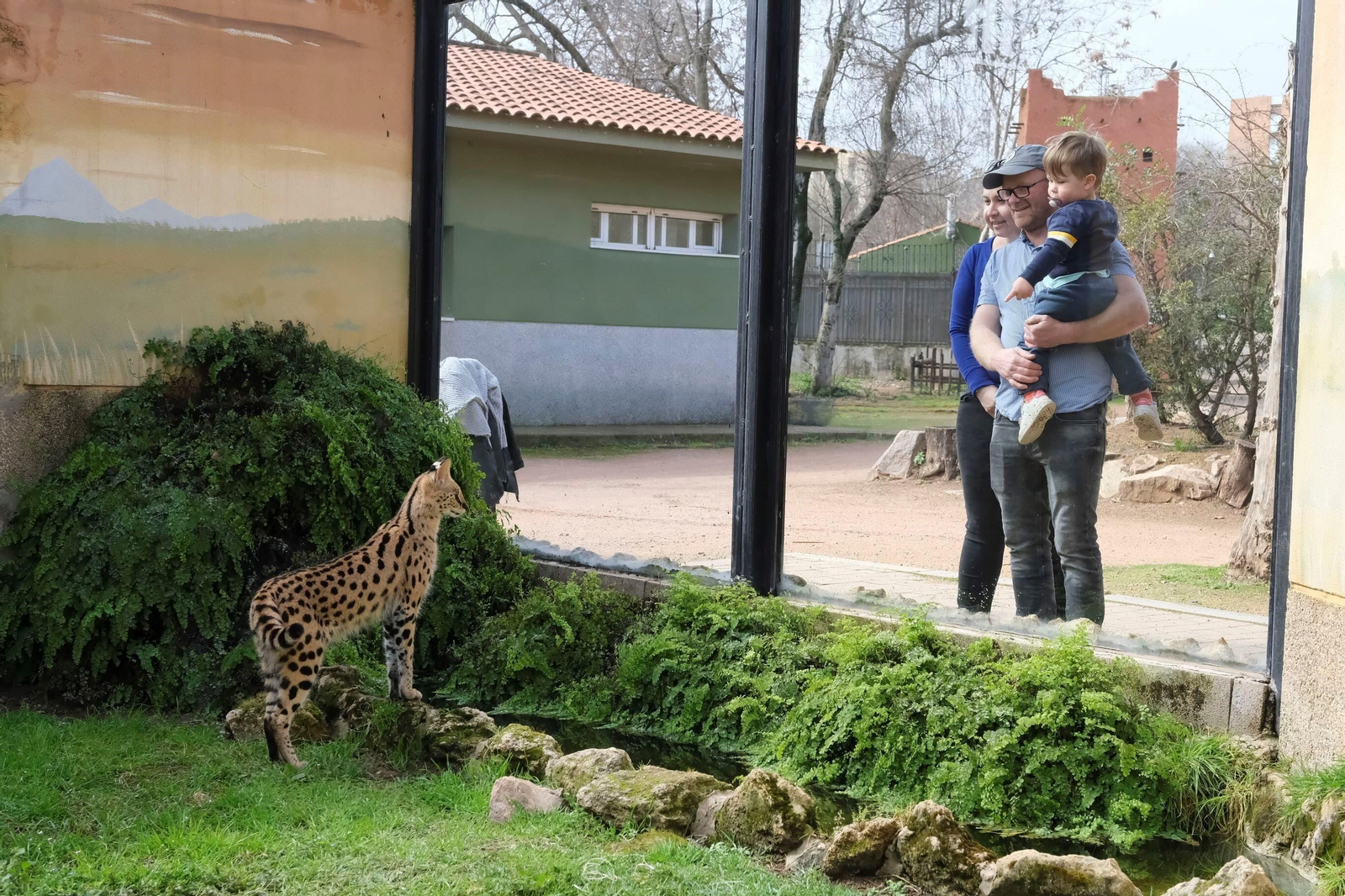 El serval recuperado en el Zoo de Córdoba, en imágenes