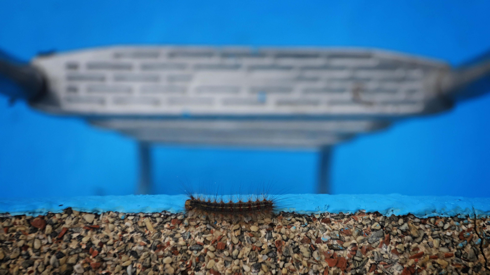 Brote de lagarta peluda en Pelayo