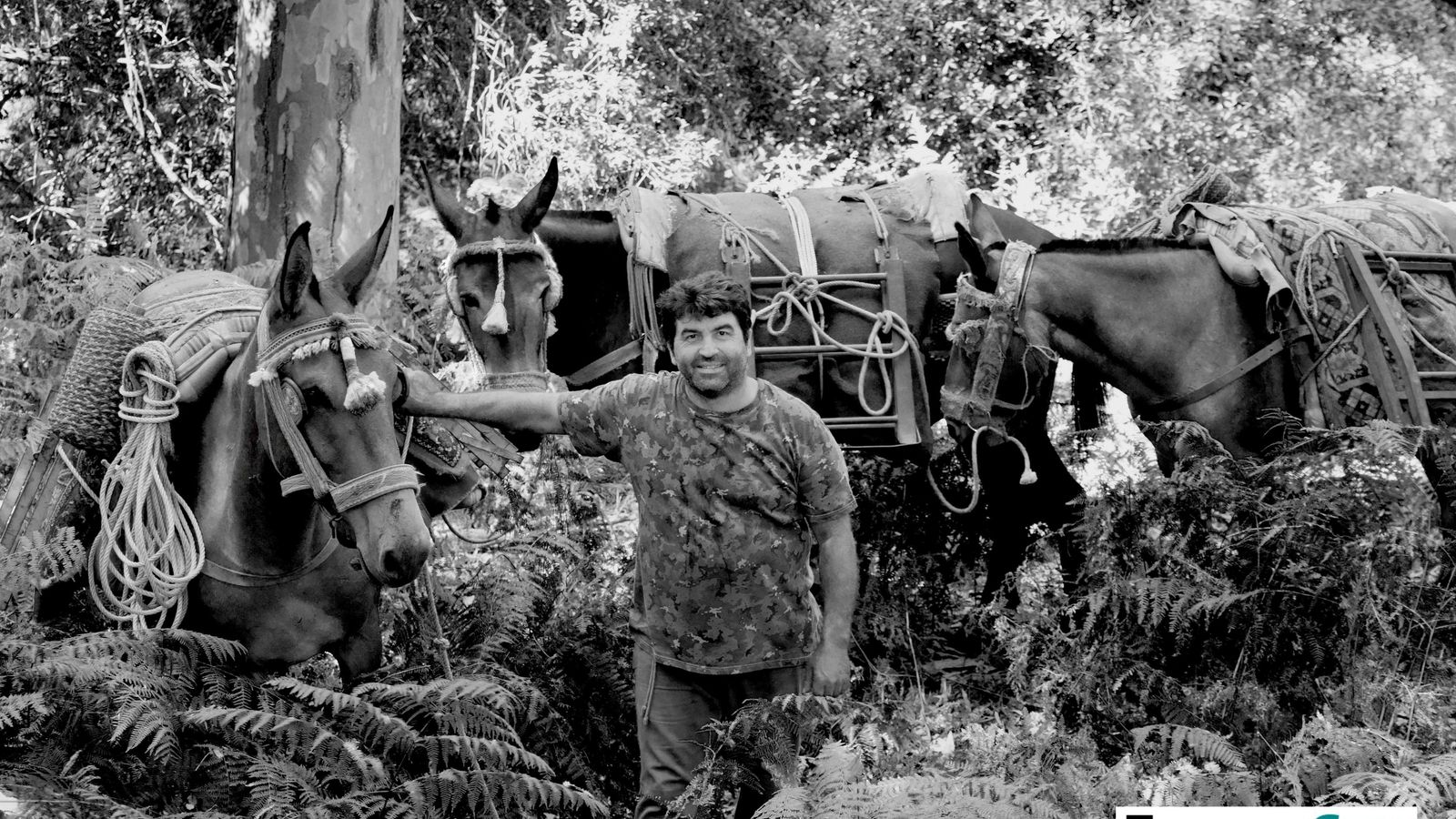 Fotografías de 'El último bosque', por David Coronado