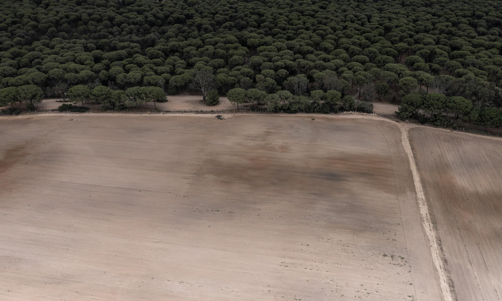 Las fotos de los cultivos en Doñana después del acuerdo sobre la regulación de regadios