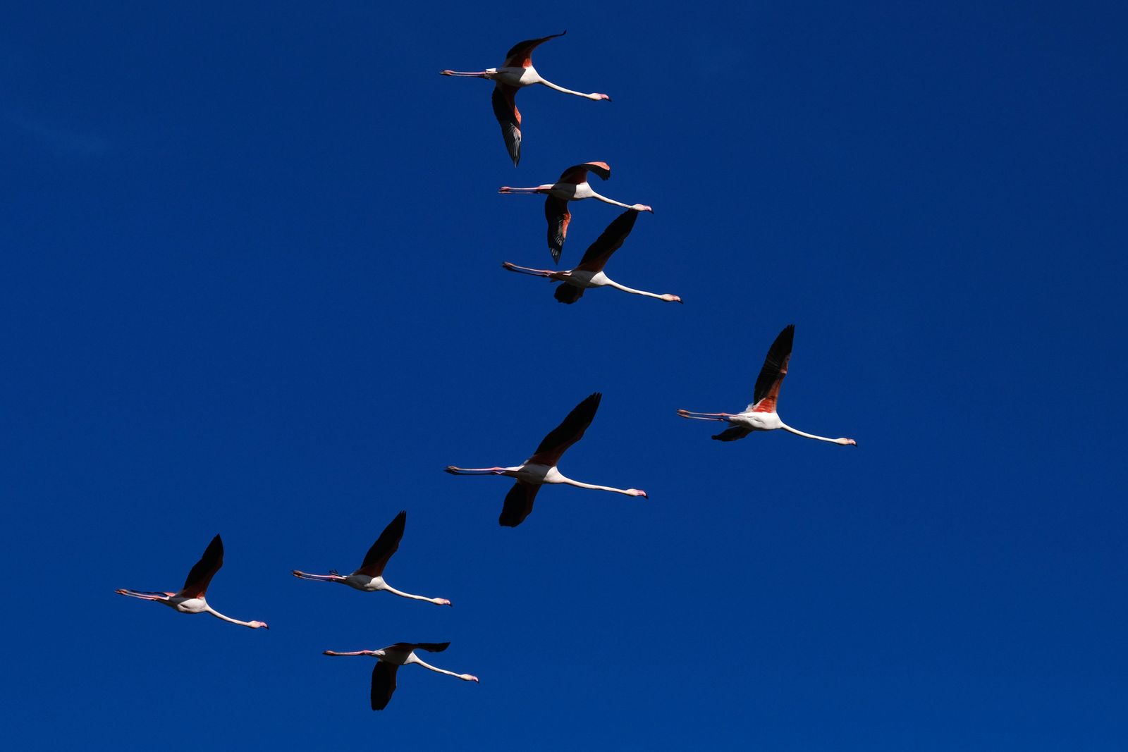 Los flamencos regresan a Fuente de Piedra, en fotos