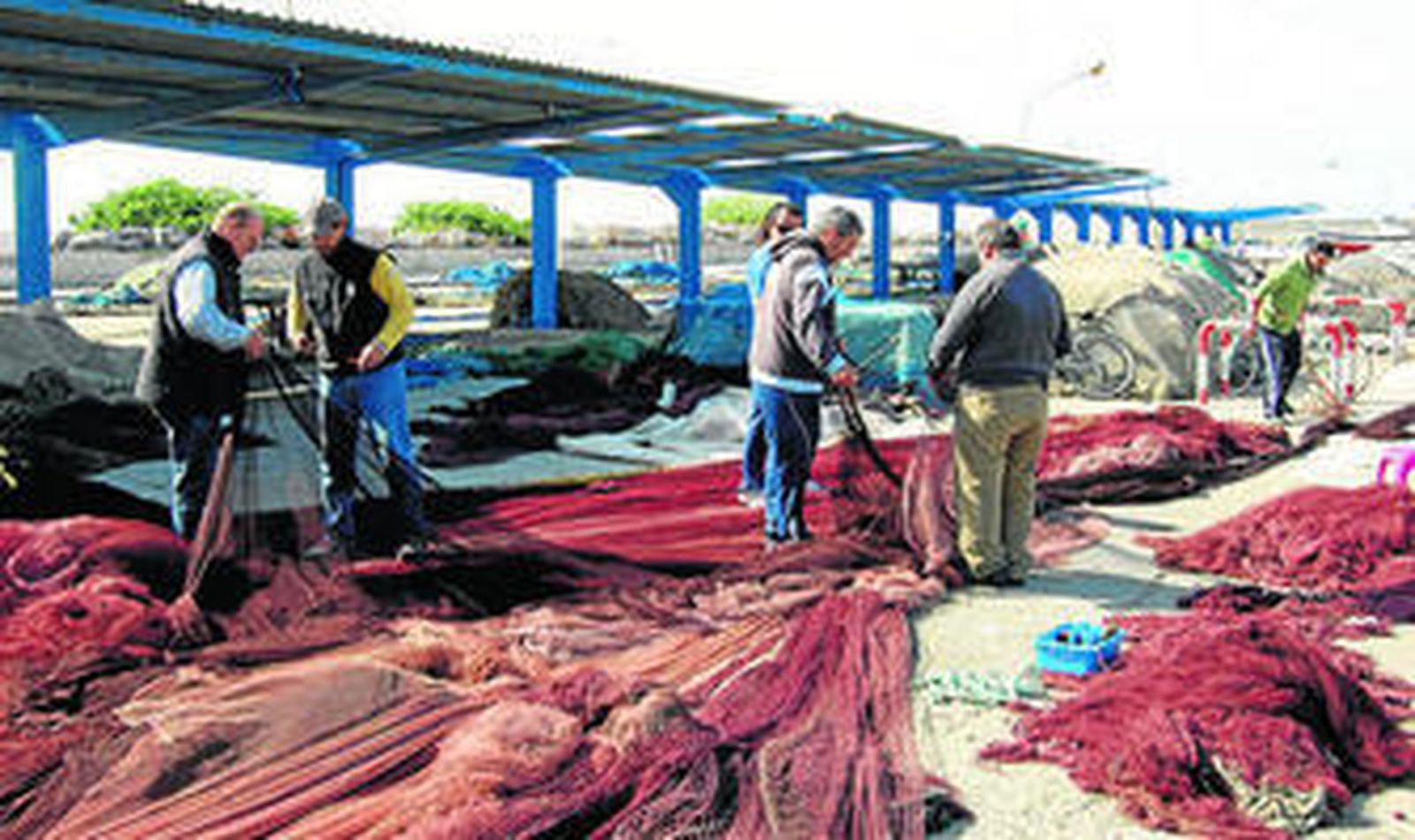 Pescadores motrileños evalúan los daños que producen los tiburones en sus redes.