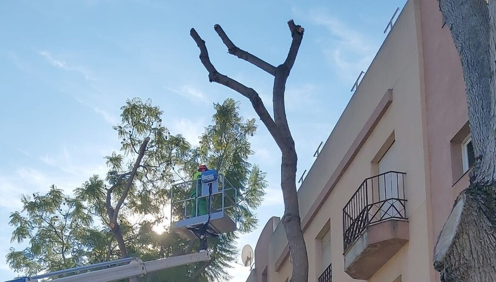 Trabajos de poda en la Avenida del Quinto Centenario de Sanlúcar este viernes.
