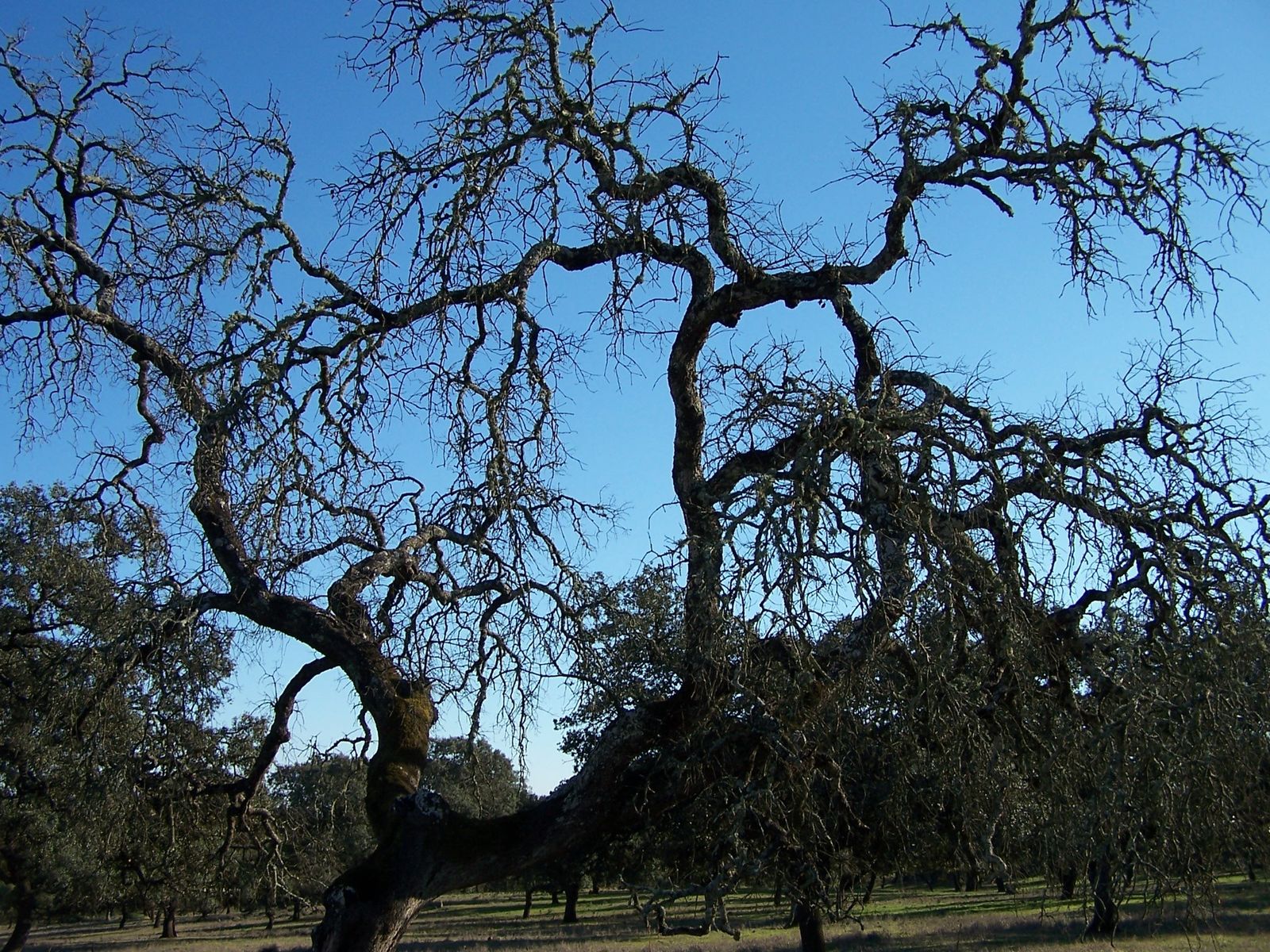 Encinas afectadas por el enfermedad de la seca.
